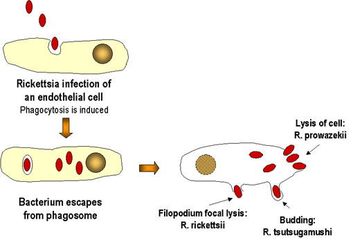 Rickettsial infection of endothelial cells
